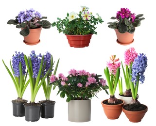 Image of Beautiful potted flowers on white background, collage