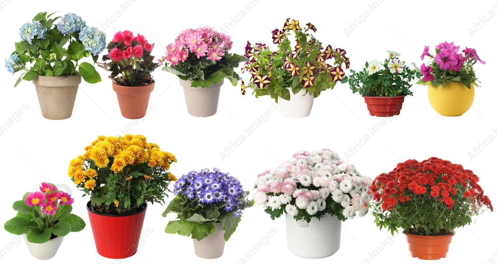 Image of Beautiful potted flowers on white background, collage