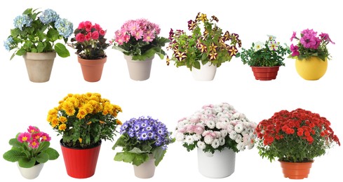 Image of Beautiful potted flowers on white background, collage