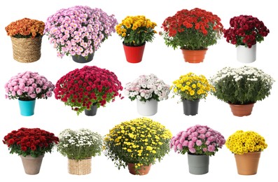 Image of Beautiful potted flowers on white background, collage