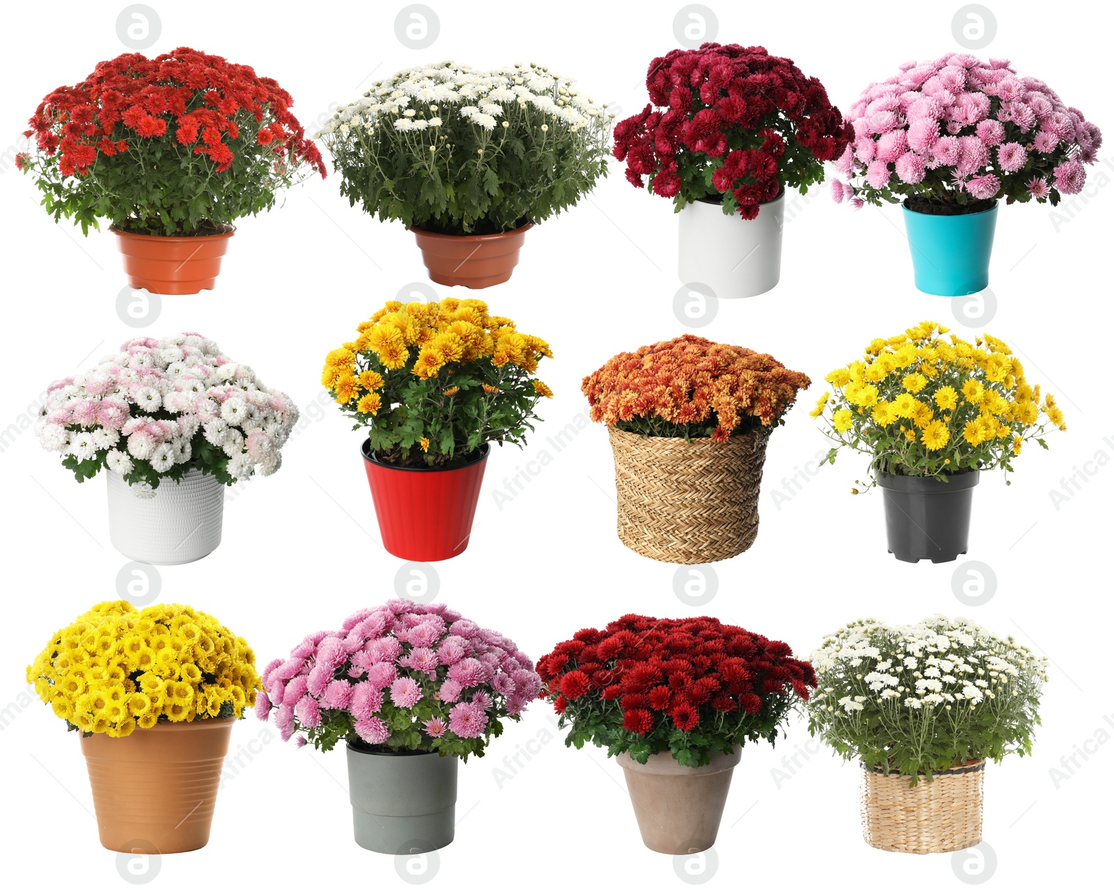 Beautiful potted flowers on white background, collage Image of Beautiful potted flowers on white background, collage