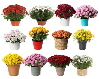 Image of Beautiful potted flowers on white background, collage