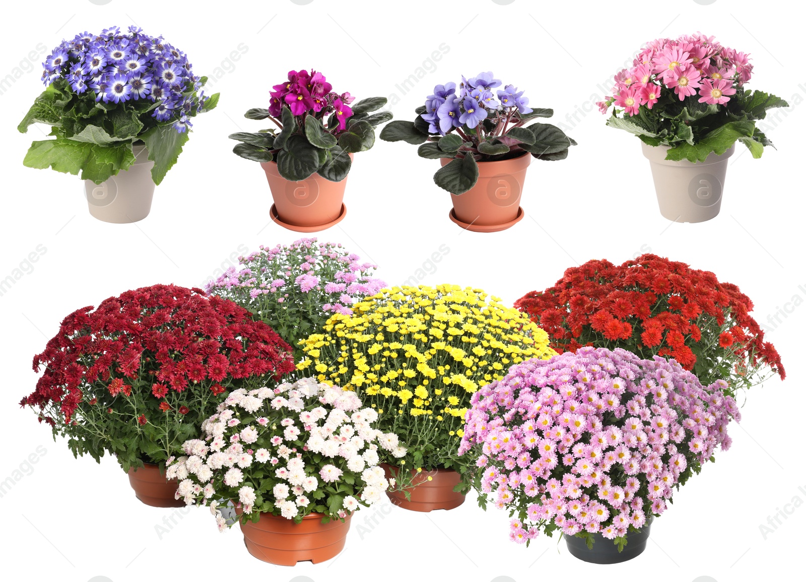 Beautiful potted flowers on white background, collage Image of Beautiful potted flowers on white background, collage
