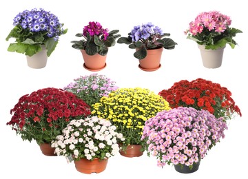 Image of Beautiful potted flowers on white background, collage