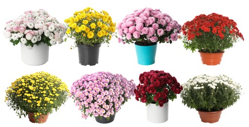 Image of Beautiful potted flowers on white background, collage