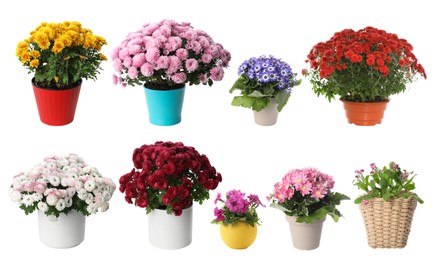 Image of Beautiful potted flowers on white background, collage