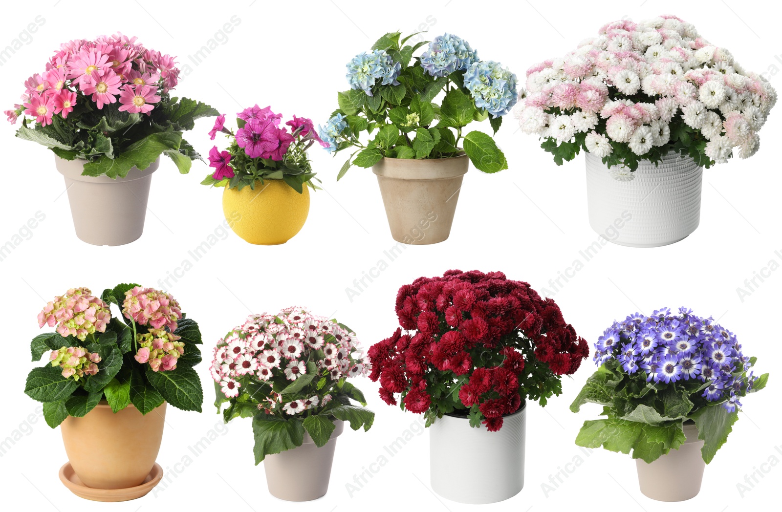 Beautiful potted flowers on white background, collage Image of Beautiful potted flowers on white background, collage