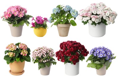 Image of Beautiful potted flowers on white background, collage