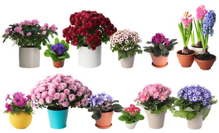 Image of Beautiful potted flowers on white background, collage