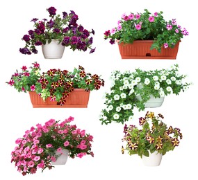 Image of Beautiful potted flowers on white background, collage