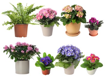 Image of Beautiful potted plants on white background, collage