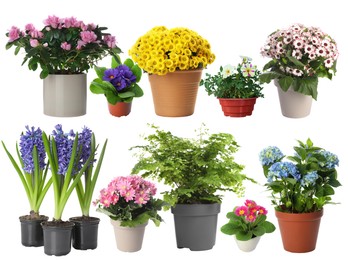 Image of Beautiful potted plants on white background, collage