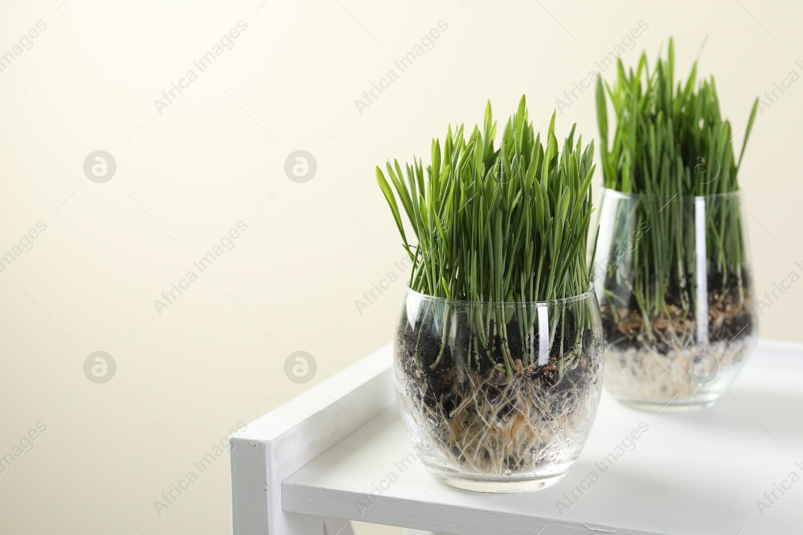 Wheat grass in transparent pots on white shelf against beige background, closeup. Space for text Photo of Wheat grass in transparent pots on white shelf against beige background, closeup. Space for text