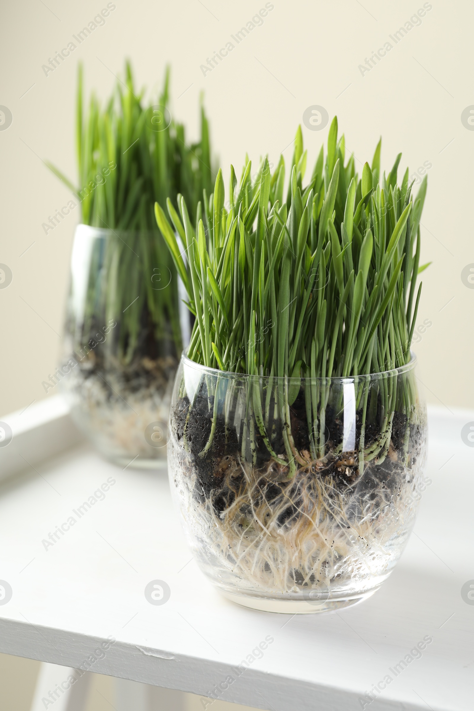 Wheat grass in transparent pots on white shelf against beige background, closeup Photo of Wheat grass in transparent pots on white shelf against beige background, closeup