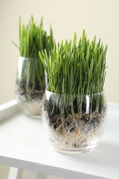 Photo of Wheat grass in transparent pots on white shelf against beige background, closeup