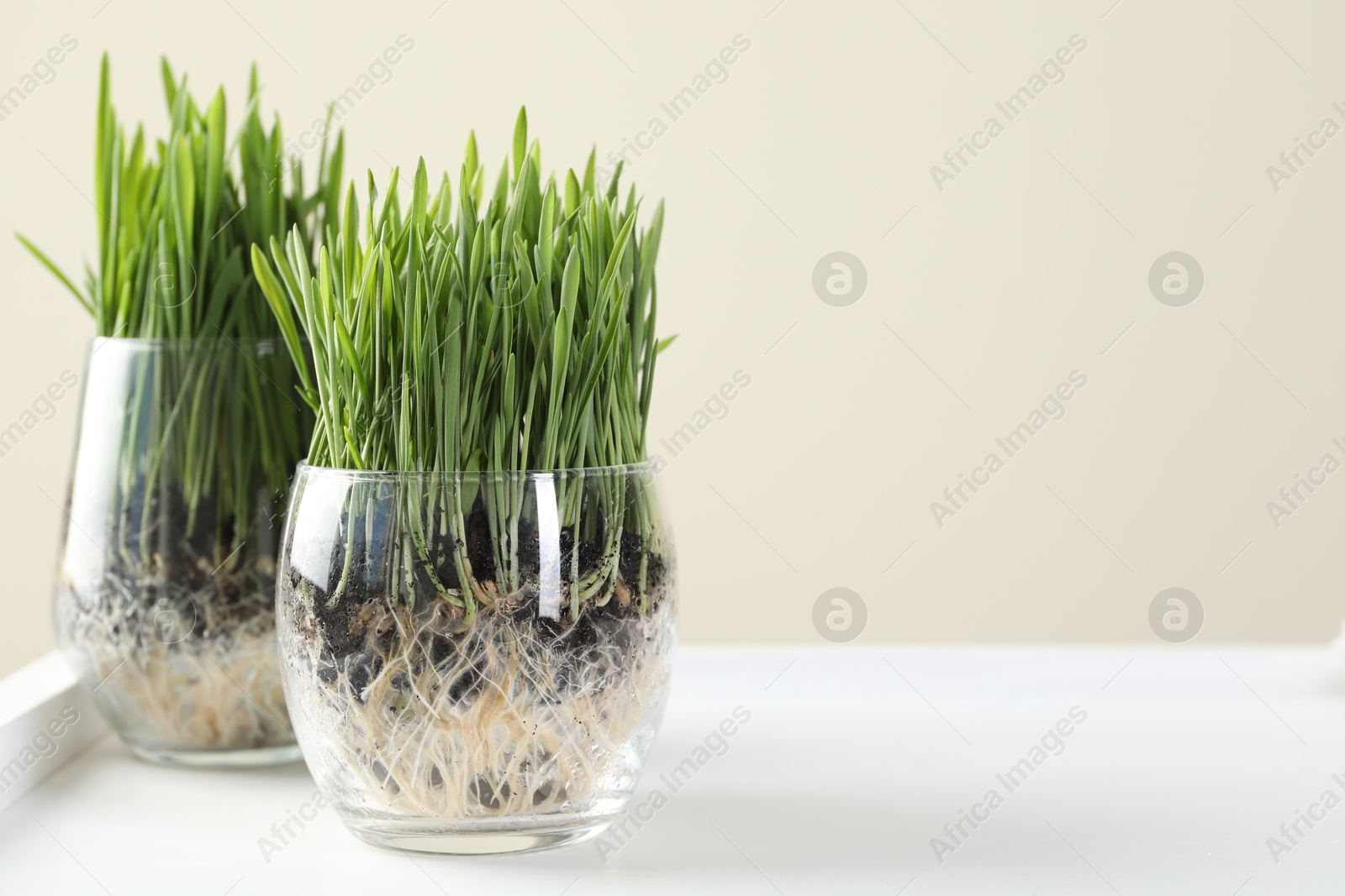 Wheat grass in transparent pots on white shelf against beige background, closeup. Space for text Photo of Wheat grass in transparent pots on white shelf against beige background, closeup. Space for text