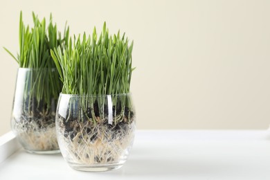 Photo of Wheat grass in transparent pots on white shelf against beige background, closeup. Space for text