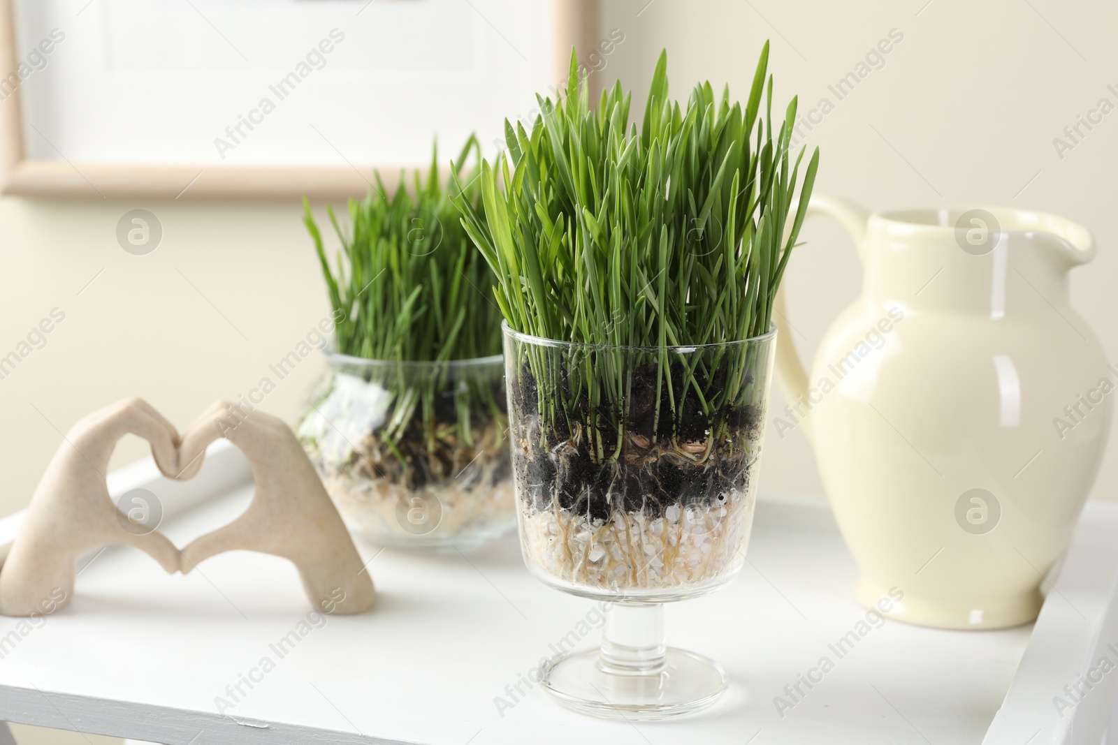 Wheat grass in transparent pots and decor indoors Photo of Wheat grass in transparent pots and decor indoors