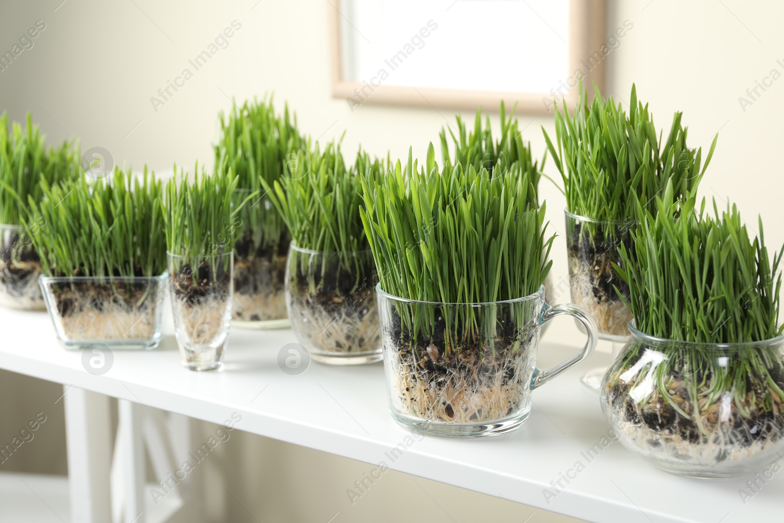 Wheat grass in transparent pots on white shelf indoors, closeup Photo of Wheat grass in transparent pots on white shelf indoors, closeup