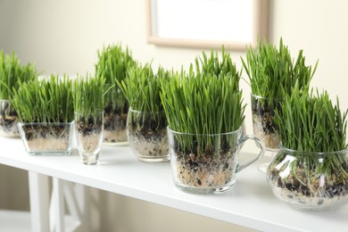Photo of Wheat grass in transparent pots on white shelf indoors, closeup
