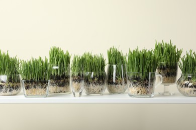 Photo of Wheat grass in transparent pots on white shelf against beige background