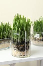 Photo of Wheat grass in transparent pots on white shelf against beige background, closeup