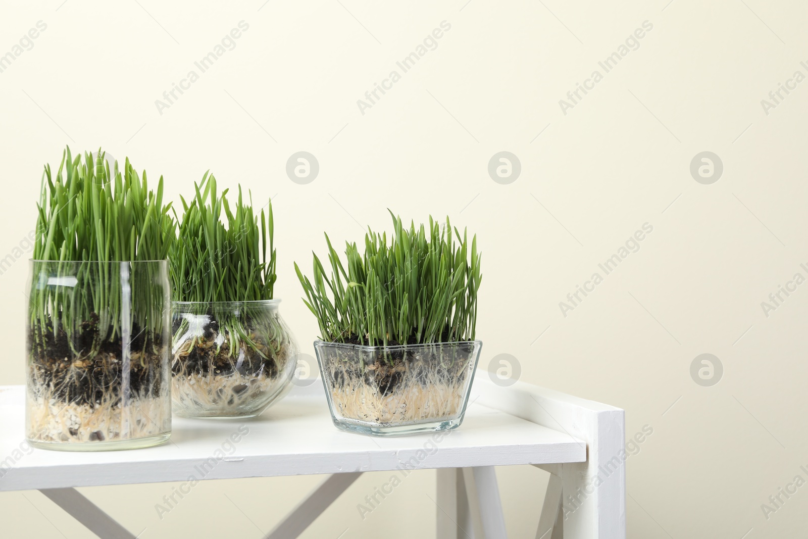 Wheat grass in transparent pots on white shelf against beige background Photo of Wheat grass in transparent pots on white shelf against beige background