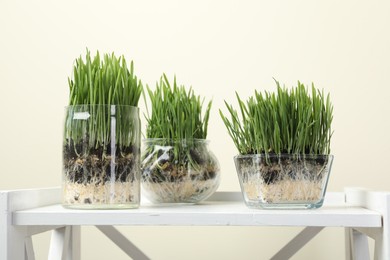 Photo of Wheat grass in transparent pots on white shelf against beige background