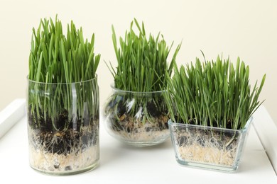 Photo of Wheat grass in transparent pots on white shelf against beige background
