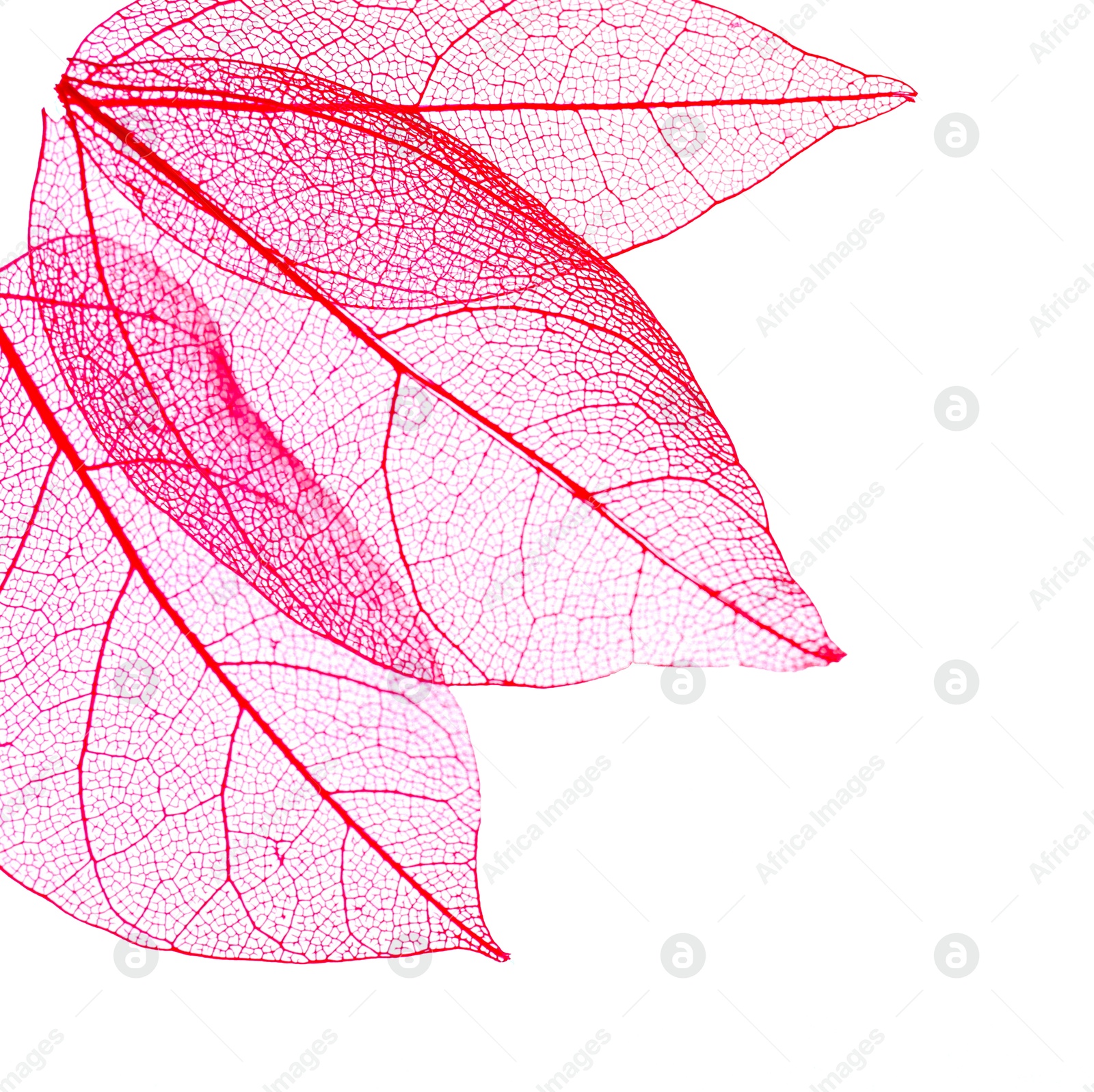 Beautiful skeletonized leaves isolated on white, top view Photo of Beautiful skeletonized leaves isolated on white, top view