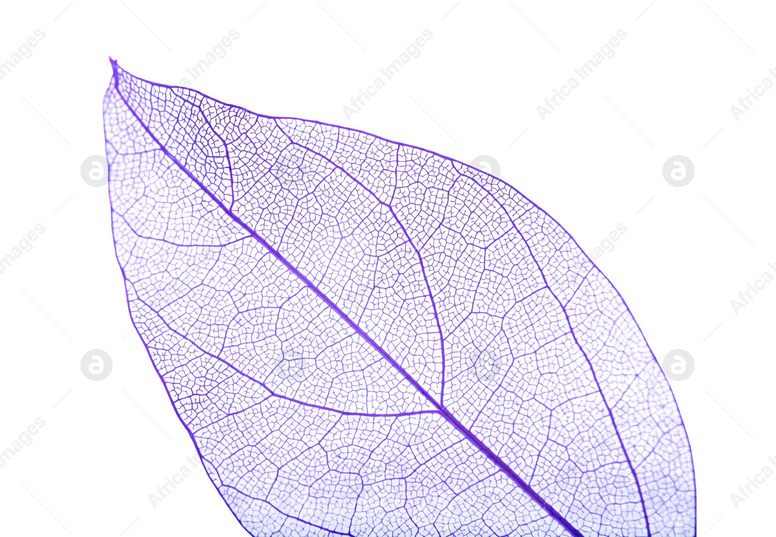 Beautiful skeletonized leaf isolated on white, top view Photo of Beautiful skeletonized leaf isolated on white, top view
