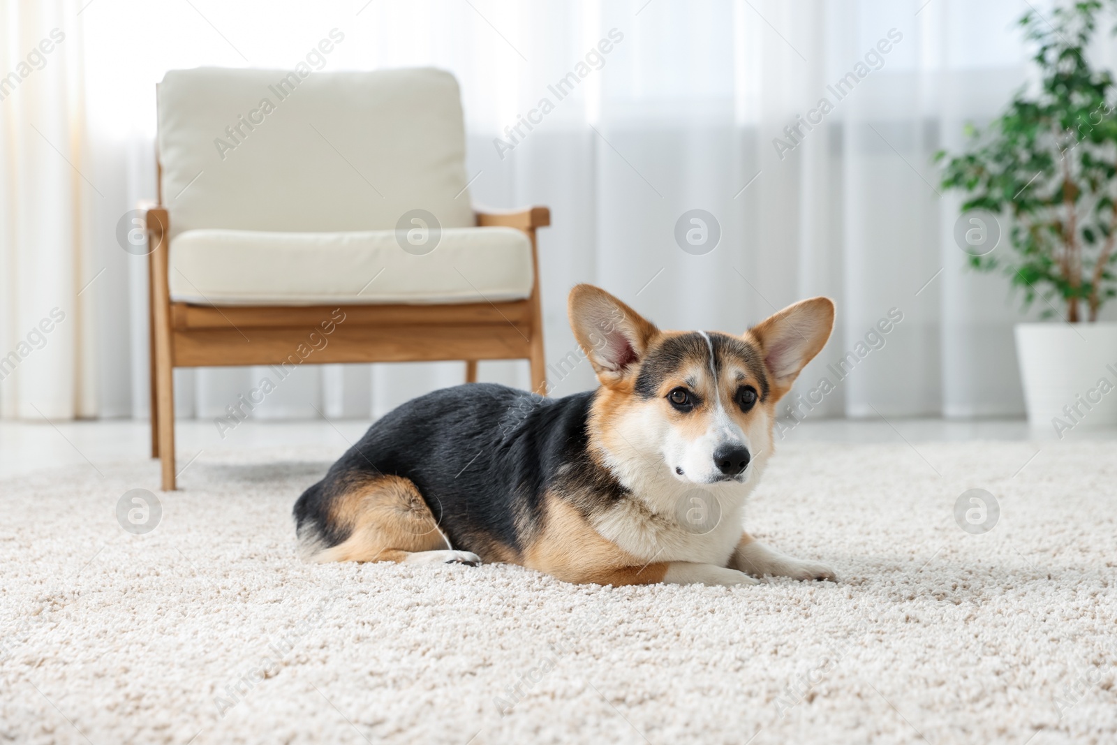 Photo of Cute Welsh Corgi at home. Lovely pet