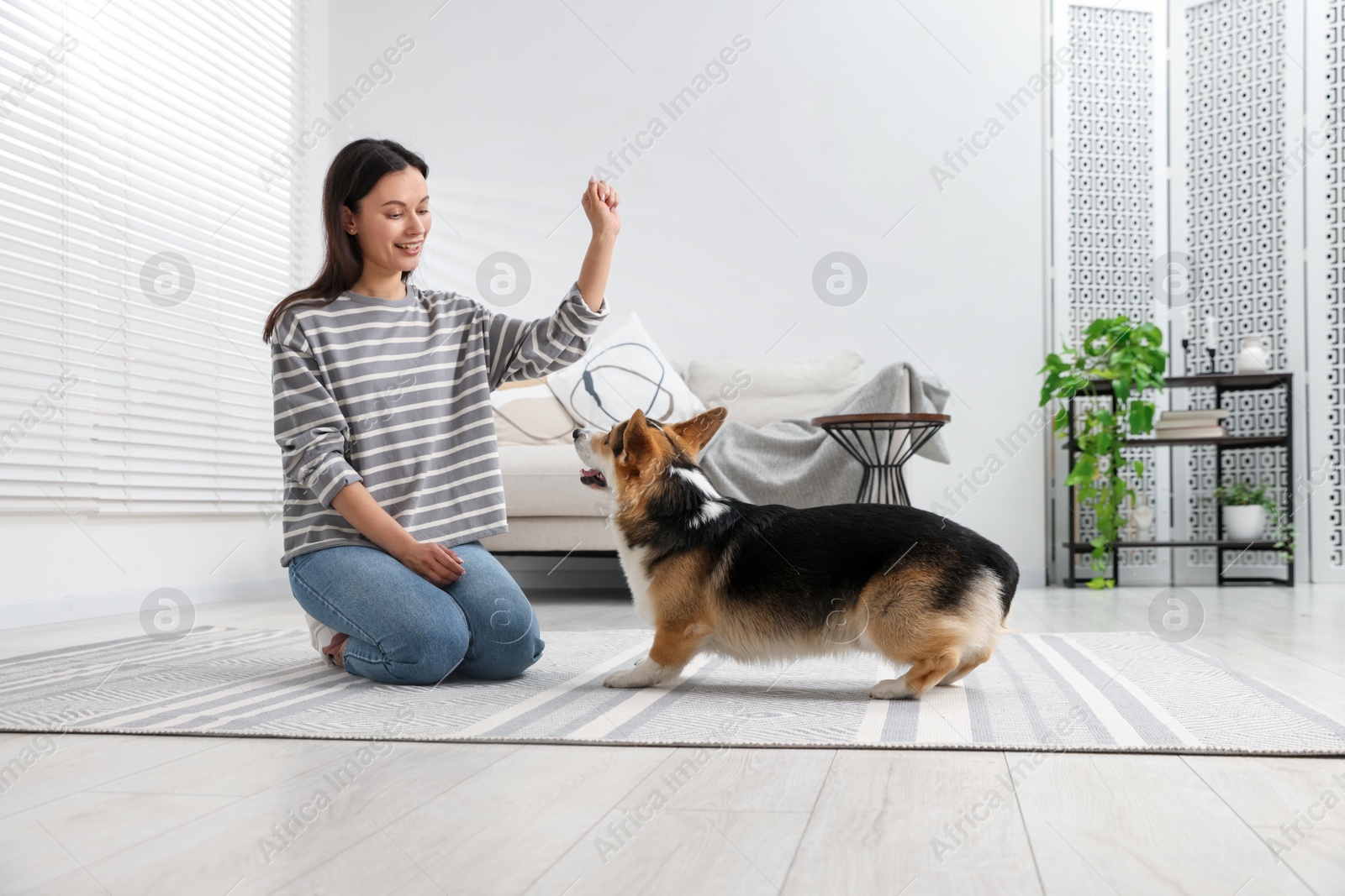 Happy woman training her dog on floor at home Photo of Happy woman training her dog on floor at home