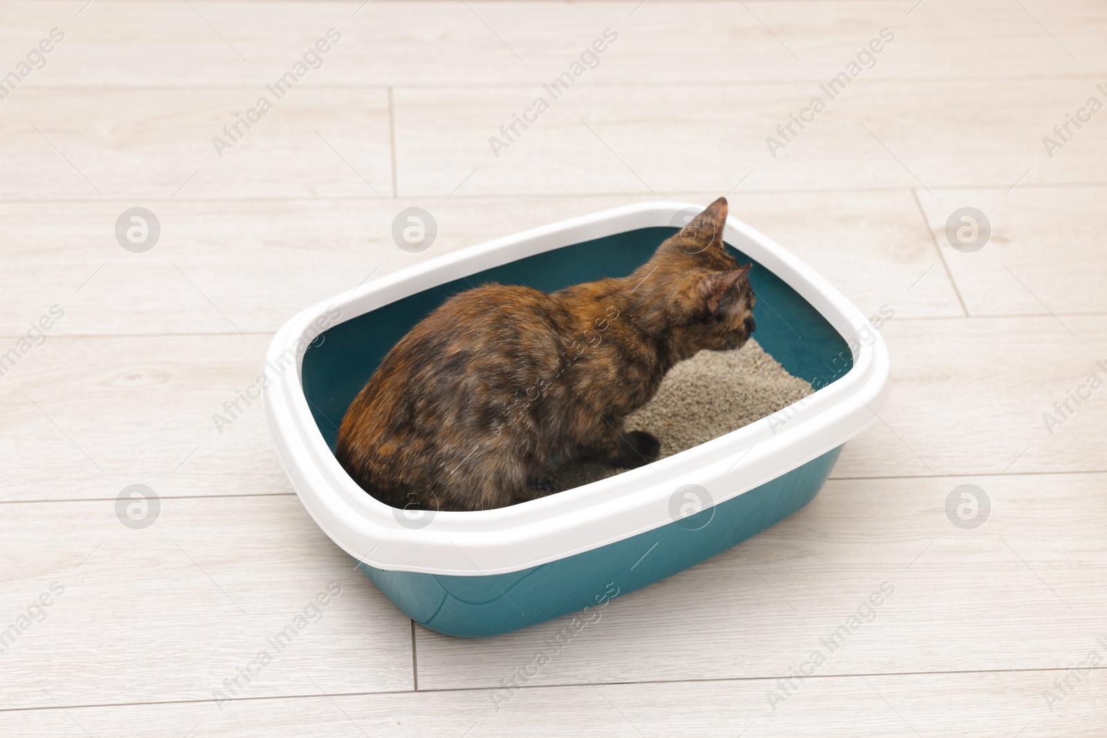 Cute cat in litter box on floor indoors Photo of Cute cat in litter box on floor indoors
