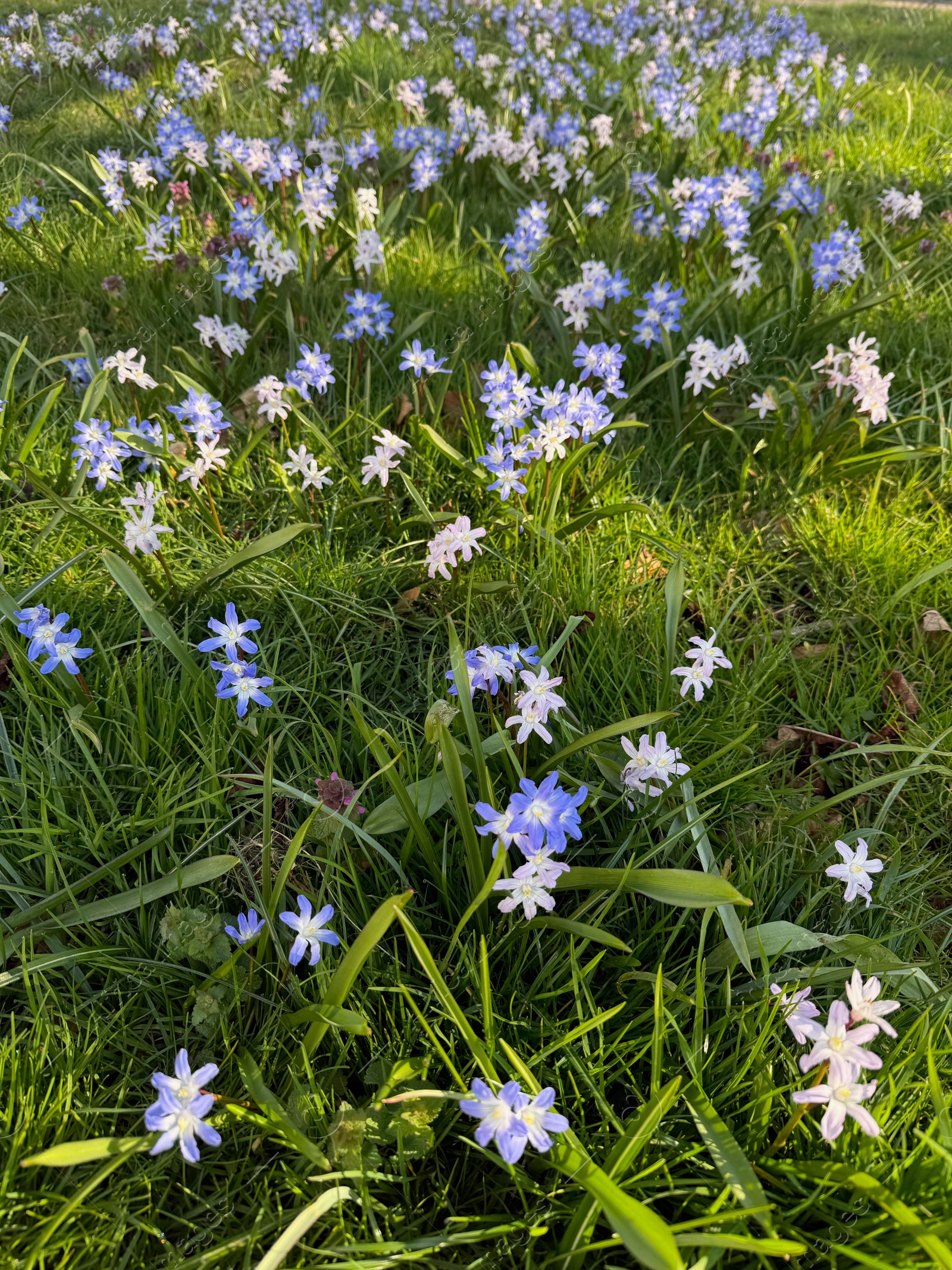 Many beautiful flowers growing outdoors on sunny day Photo of Many beautiful flowers growing outdoors on sunny day