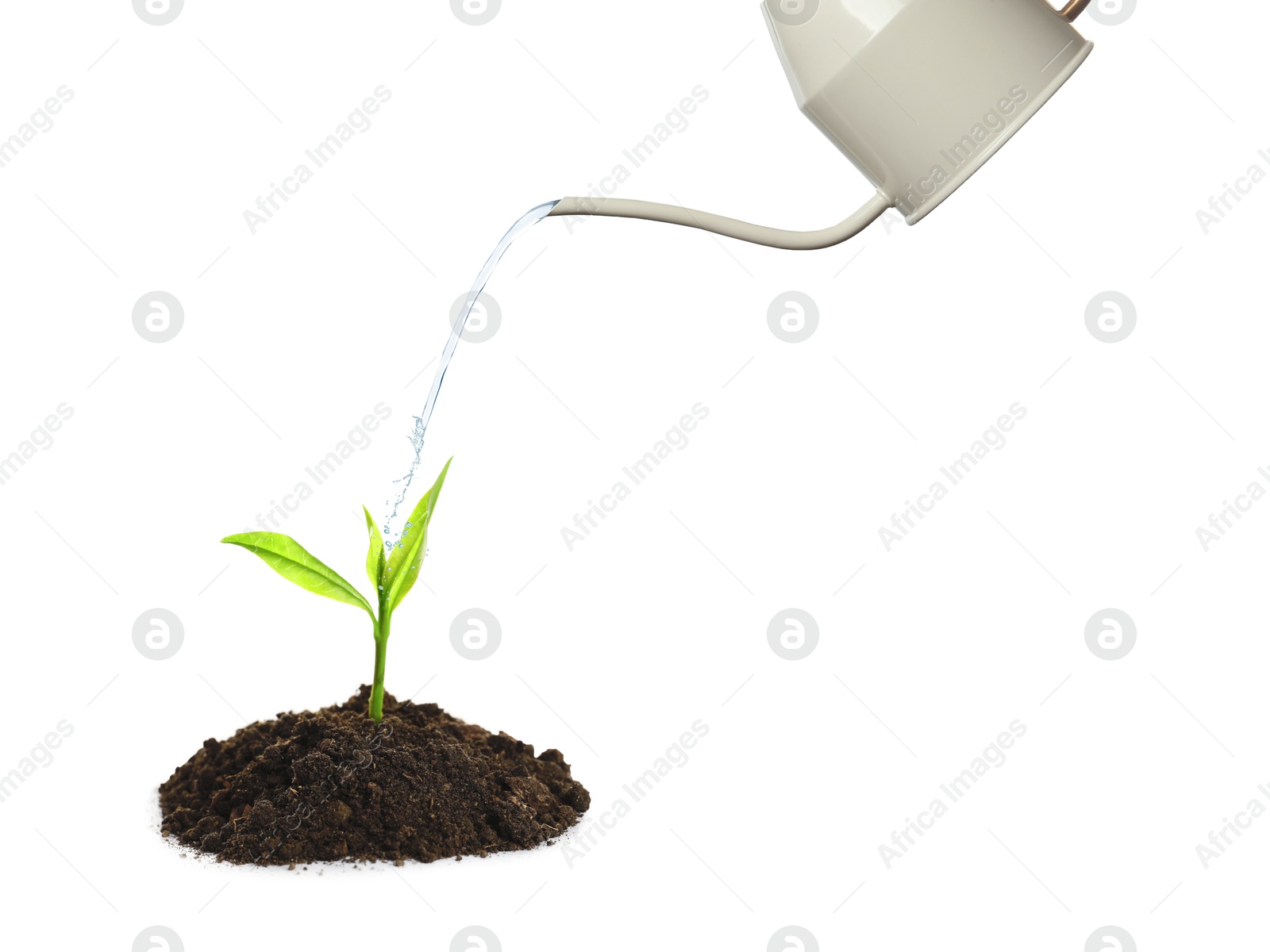 Watering can pouring water onto young plant in soil against white background. Gardening Image of Watering can pouring water onto young plant in soil against white background. Gardening
