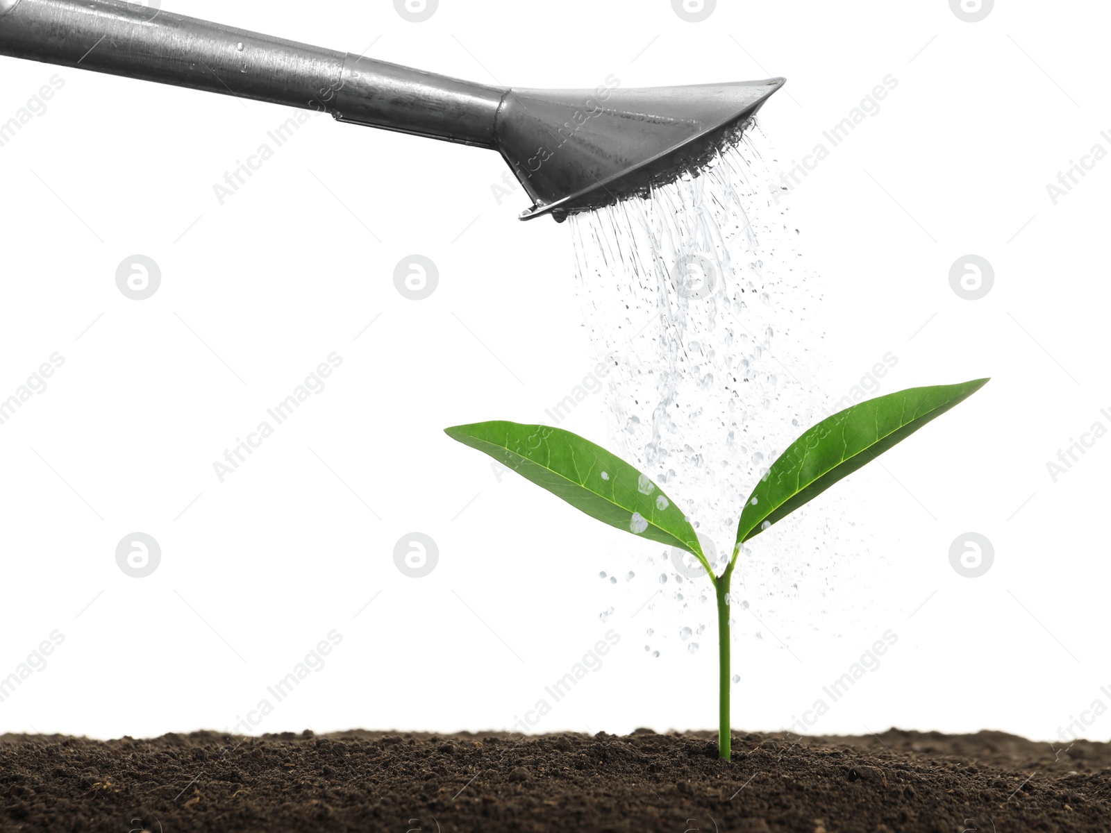 Image of Watering can pouring water onto young plant in soil against white background. Gardening
