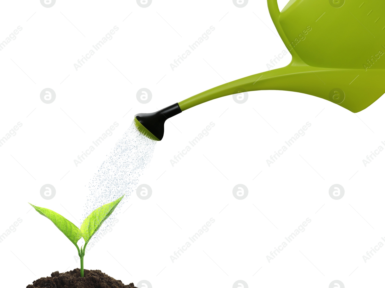 Watering can pouring water onto young plant in soil against white background. Gardening Image of Watering can pouring water onto young plant in soil against white background. Gardening