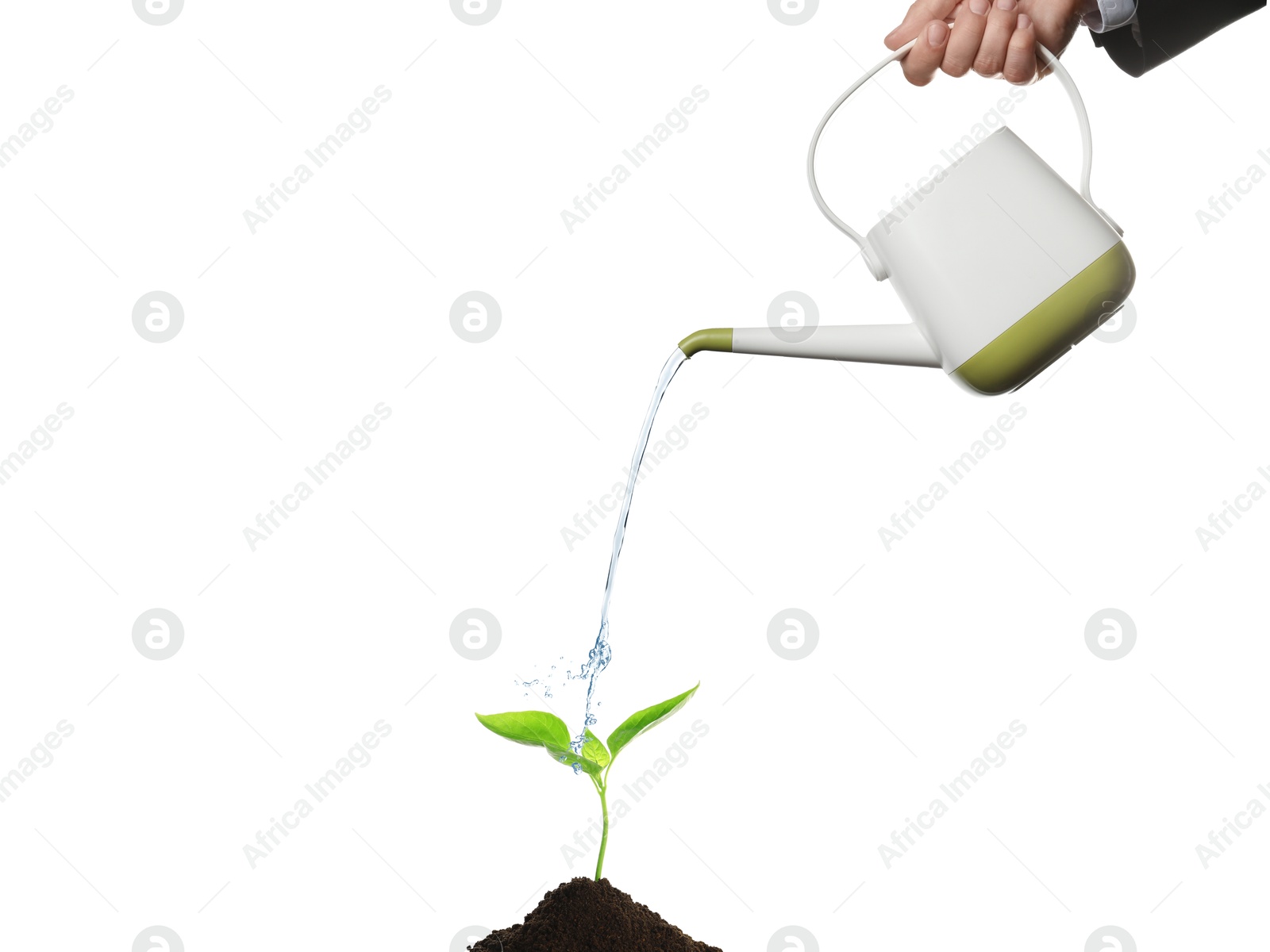 Businessman pouring water with watering can onto young plant with soil against white background Image of Businessman pouring water with watering can onto young plant with soil against white background
