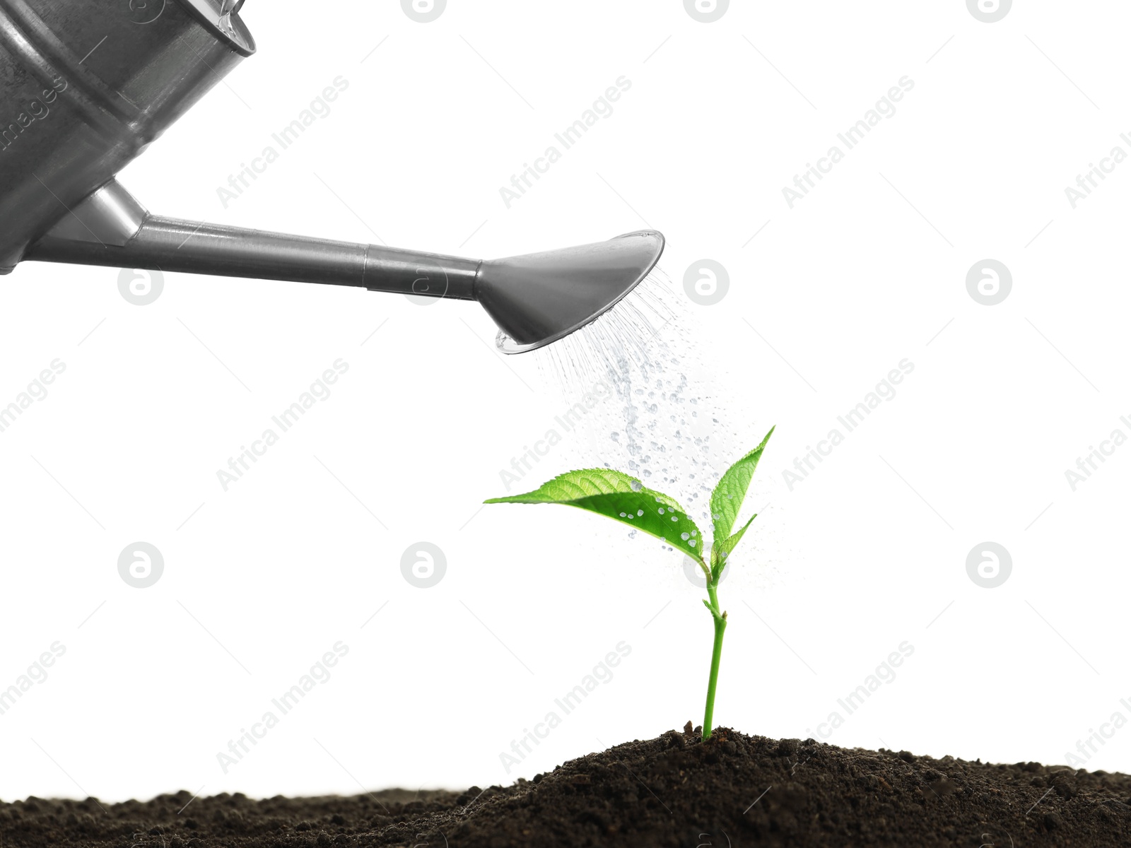 Watering can pouring water onto young plant in soil against white background. Gardening Image of Watering can pouring water onto young plant in soil against white background. Gardening