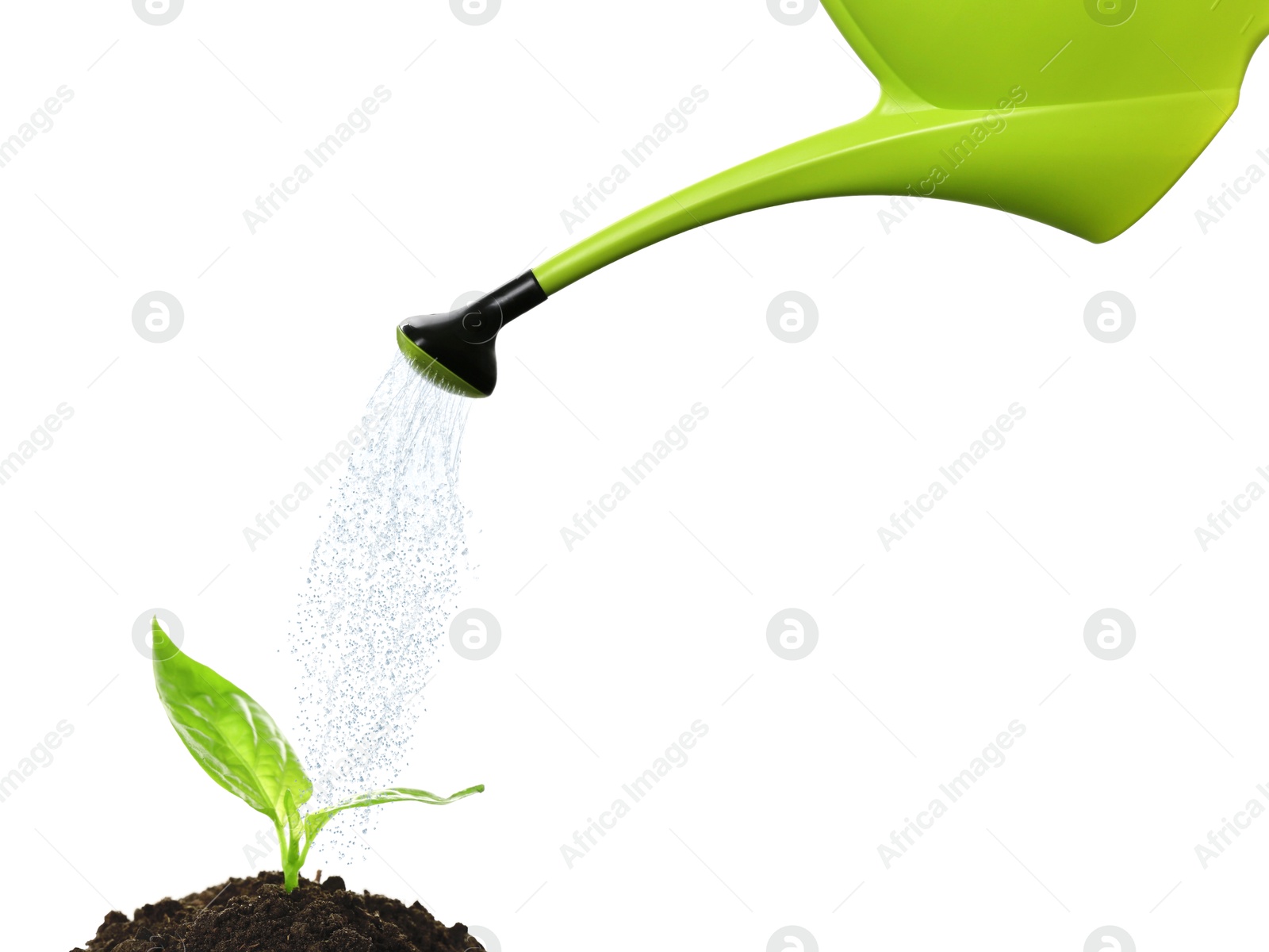 Watering can pouring water onto young plant in soil against white background. Gardening Image of Watering can pouring water onto young plant in soil against white background. Gardening