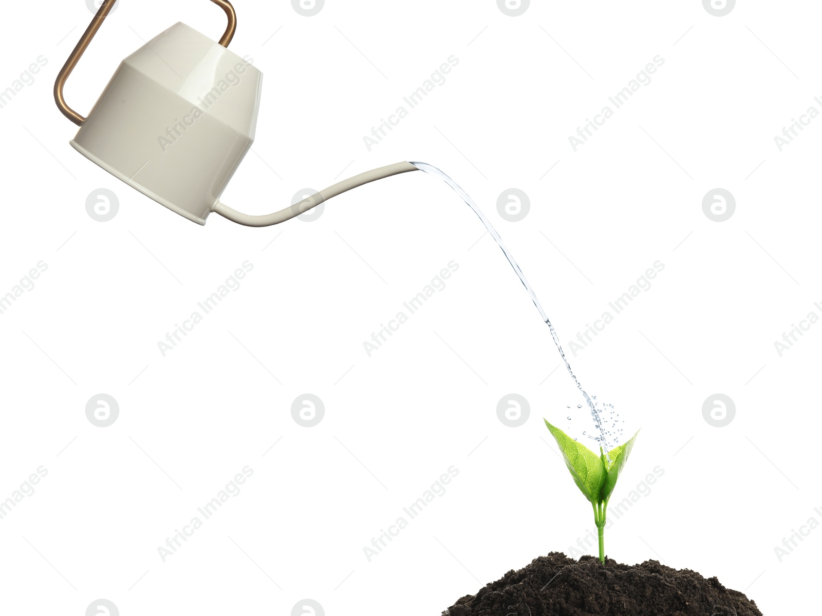 Watering can pouring water onto young plant in soil against white background. Gardening Image of Watering can pouring water onto young plant in soil against white background. Gardening