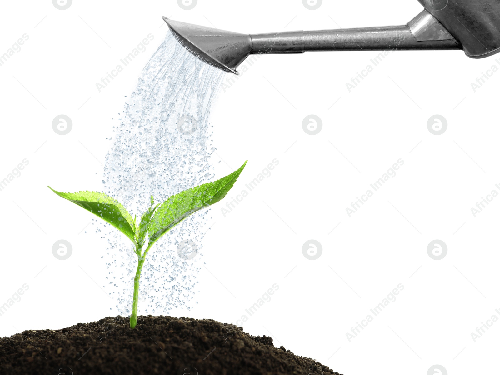 Watering can pouring water onto young plant in soil against white background. Gardening Image of Watering can pouring water onto young plant in soil against white background. Gardening