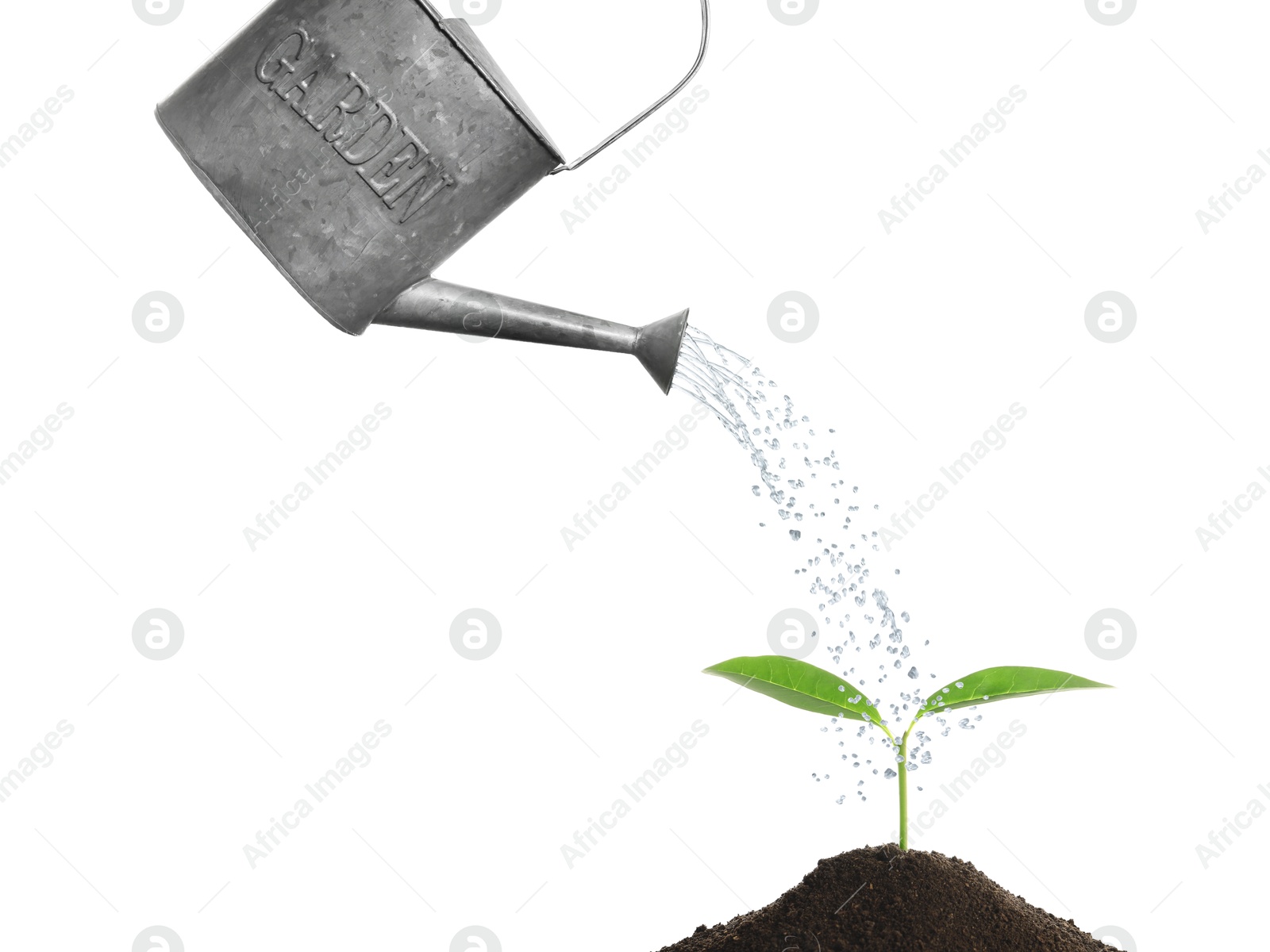 Watering can pouring water onto young plant in soil against white background. Gardening Image of Watering can pouring water onto young plant in soil against white background. Gardening