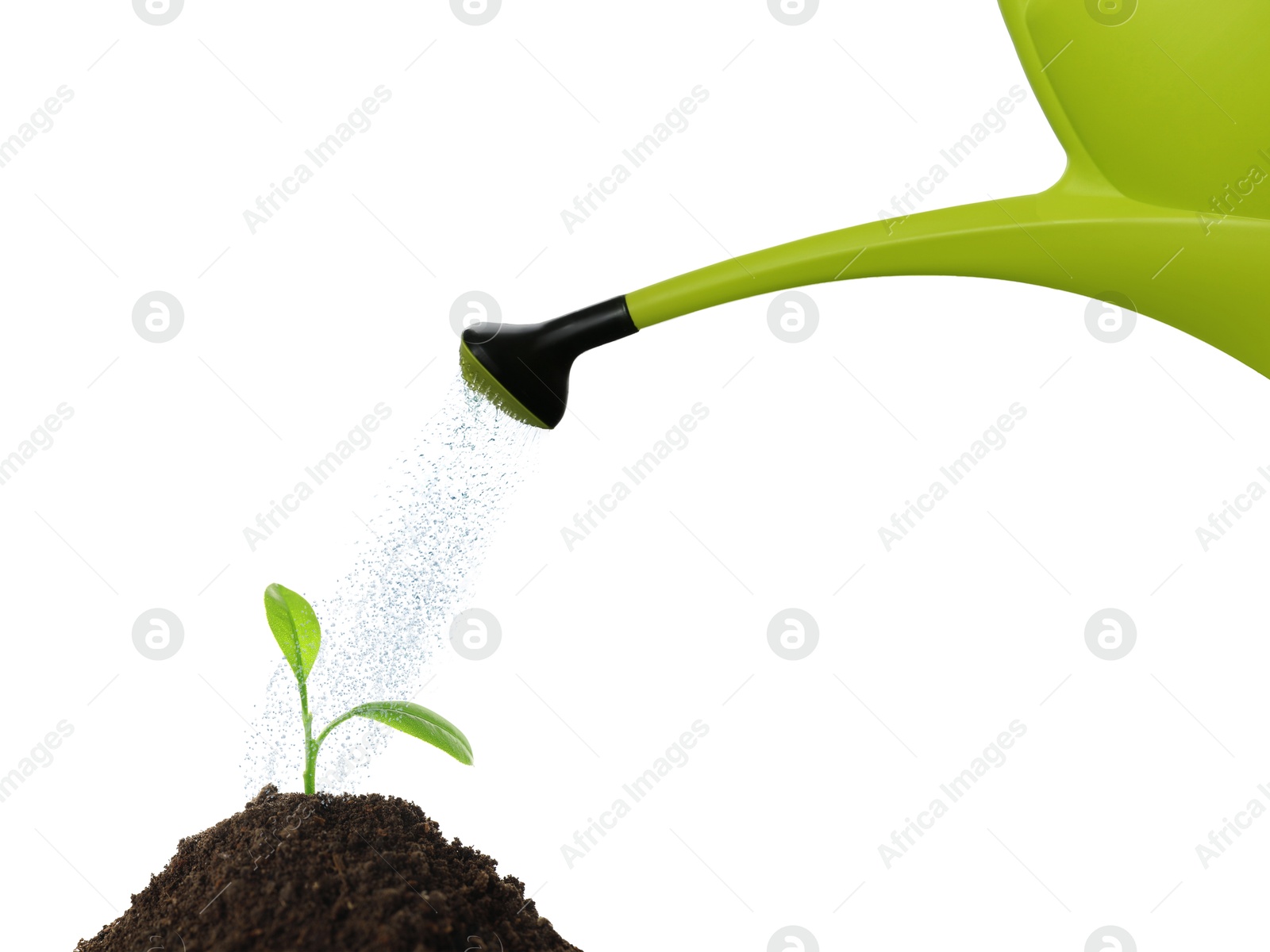 Image of Watering can pouring water onto young plant in soil against white background. Gardening