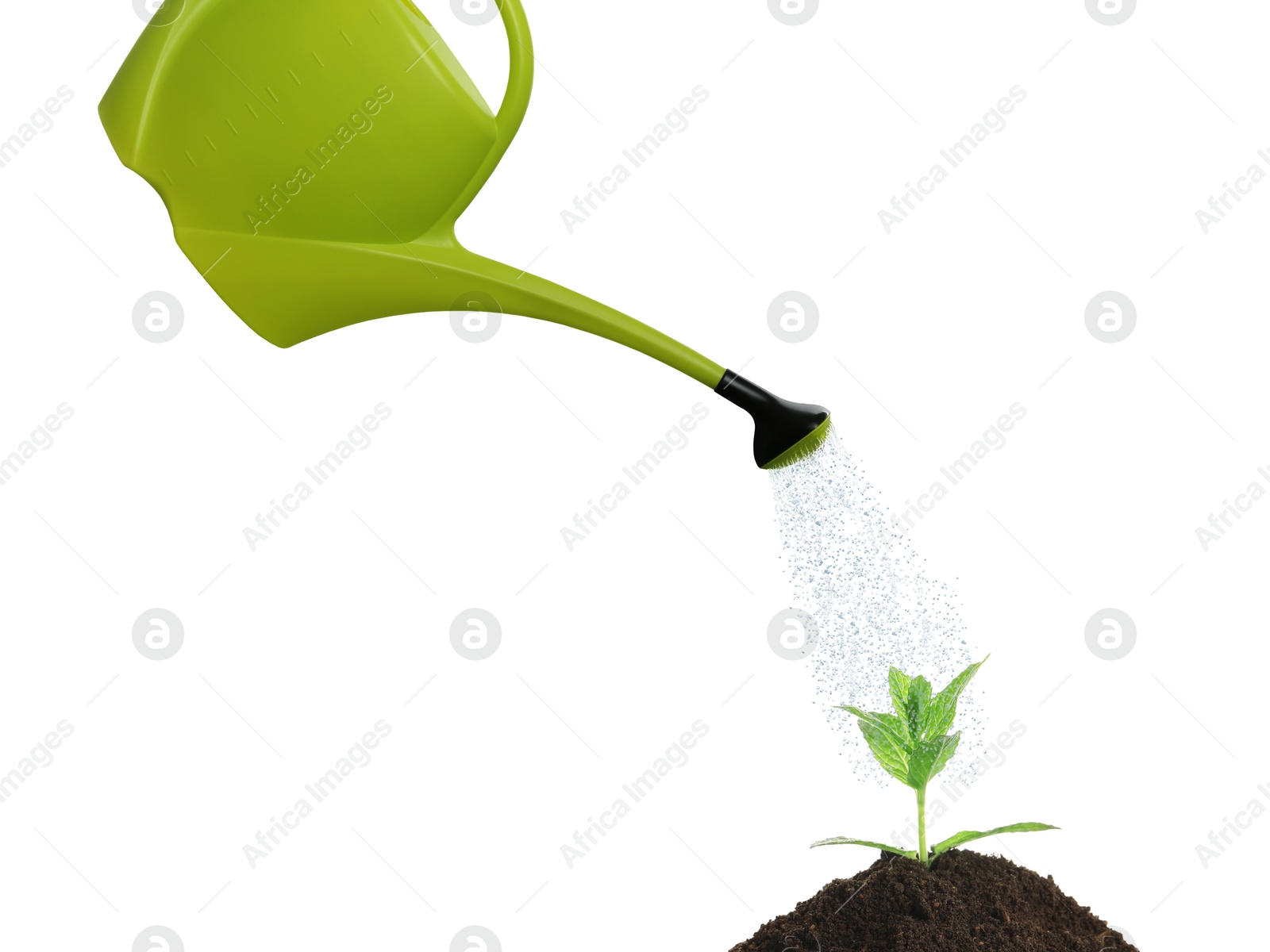 Watering can pouring water onto young plant in soil against white background. Gardening Image of Watering can pouring water onto young plant in soil against white background. Gardening