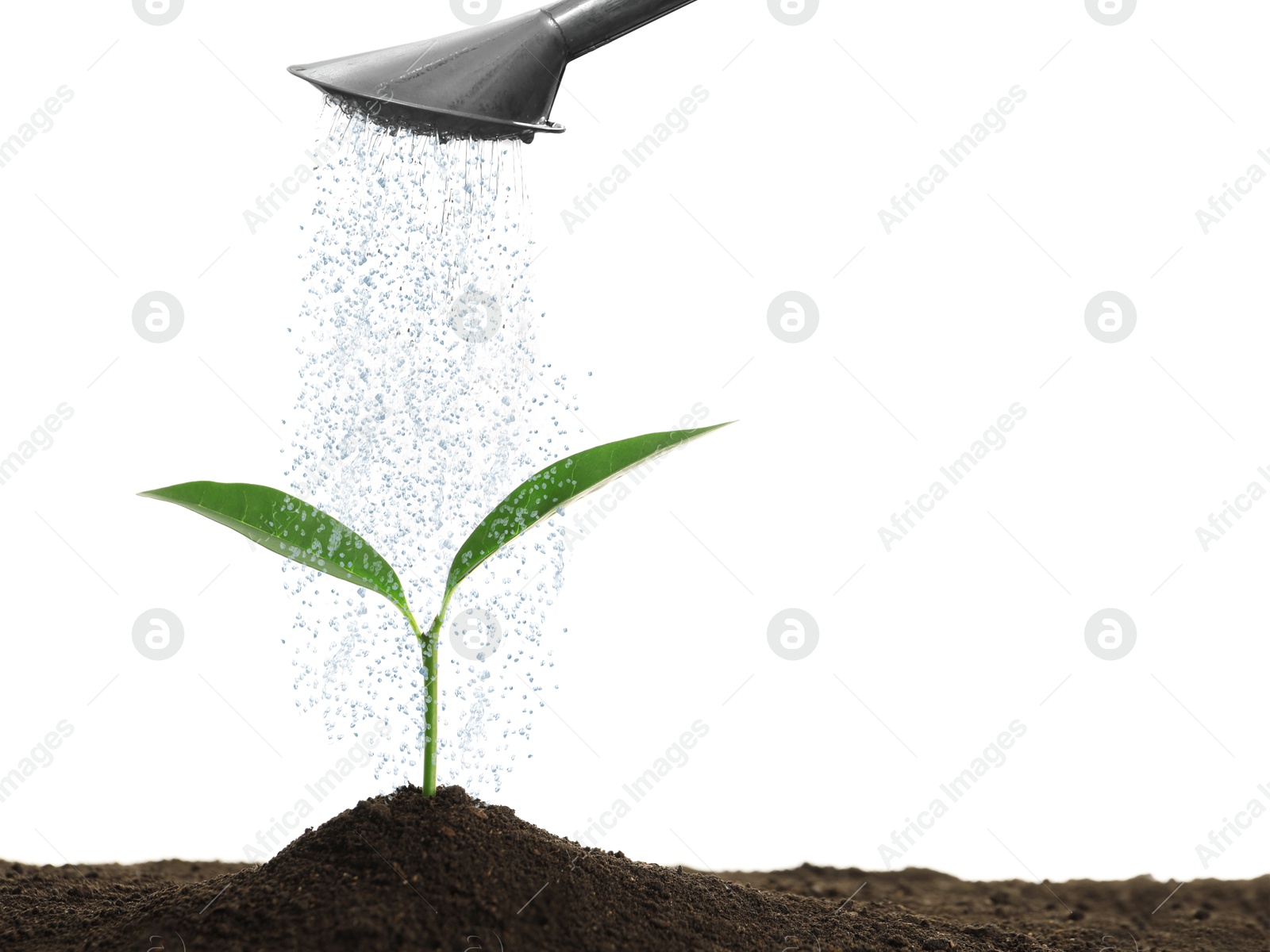 Image of Watering can pouring water onto young plant in soil against white background. Gardening