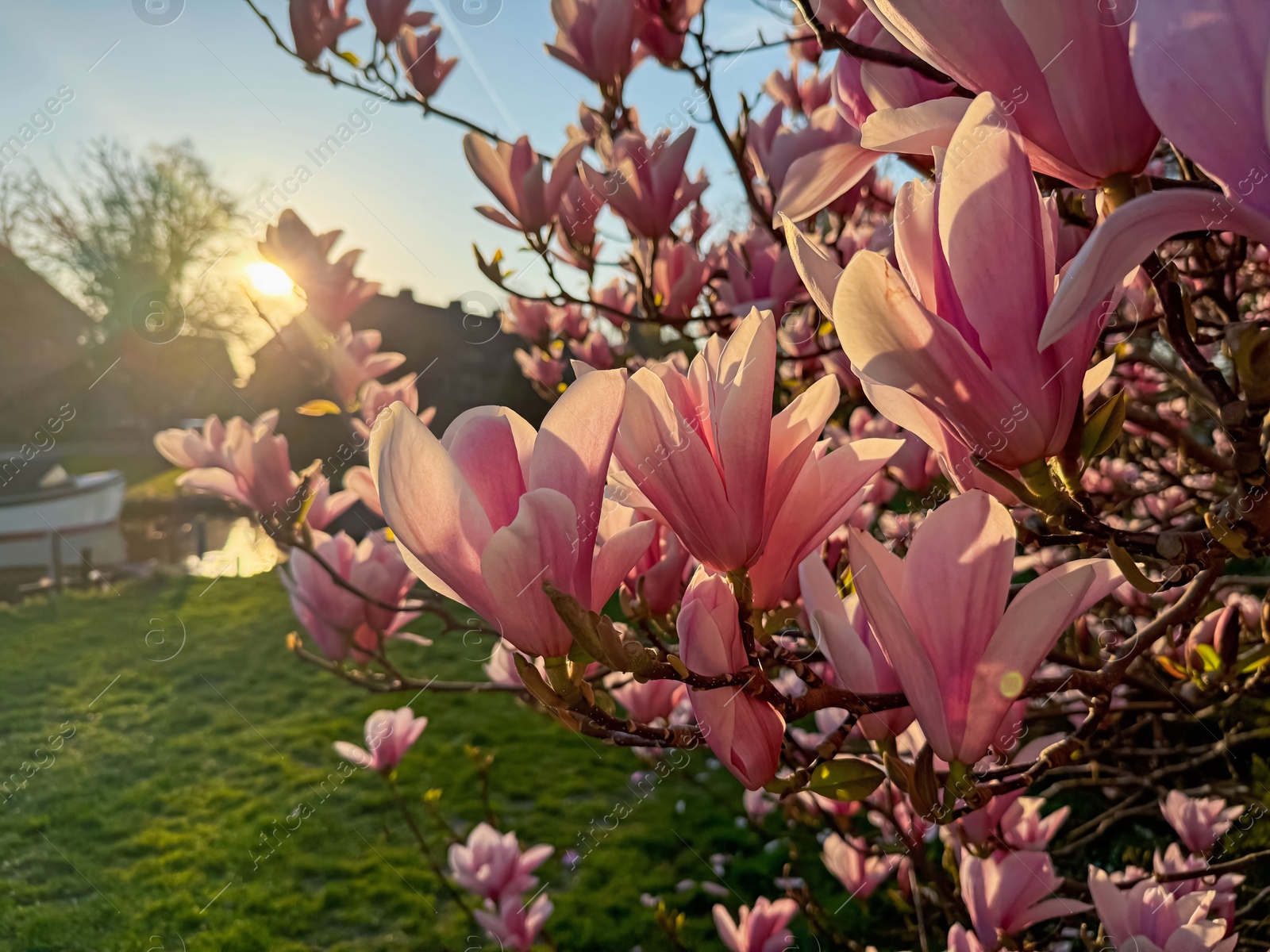 Magnolia tree with beautiful pink flowers outdoors, closeup Photo of Magnolia tree with beautiful pink flowers outdoors, closeup