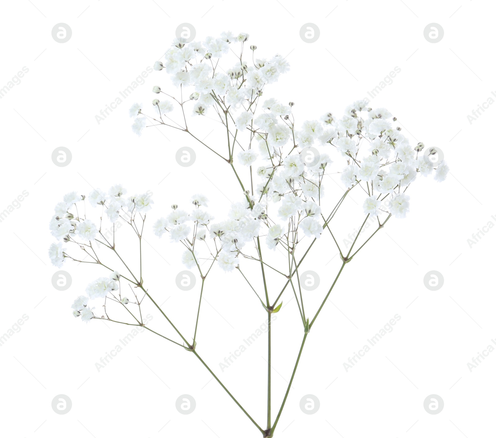 Beautiful delicate gypsophila flower on white background Photo of Beautiful delicate gypsophila flower on white background
