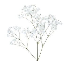 Photo of Beautiful delicate gypsophila flower on white background